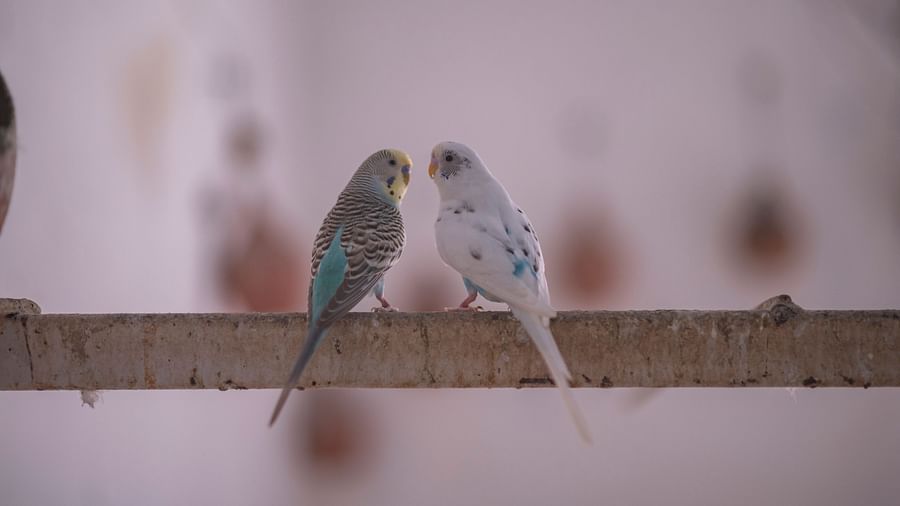 Two small birds perched side-by-side on a thin branch, close together, set against a plain background, likely at Clarks Safari Kheda.