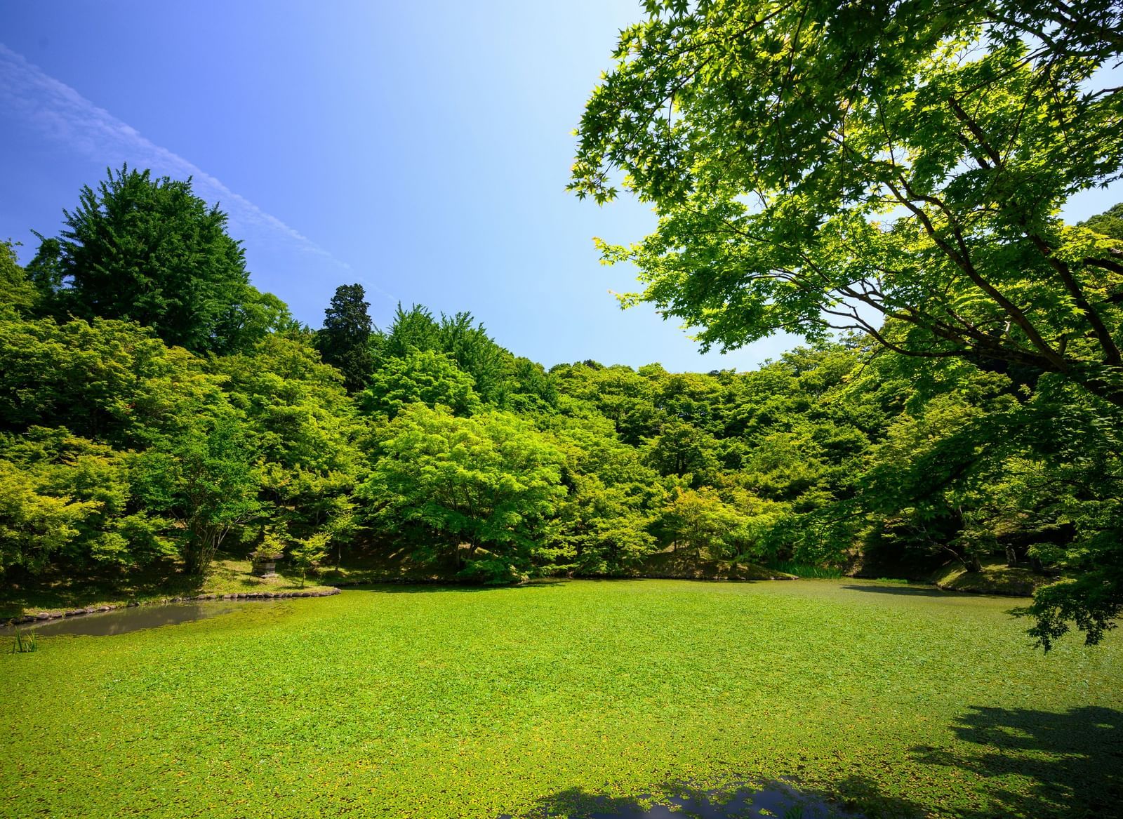 Lush landscape with large trees in the surrounding area against a clear sky.