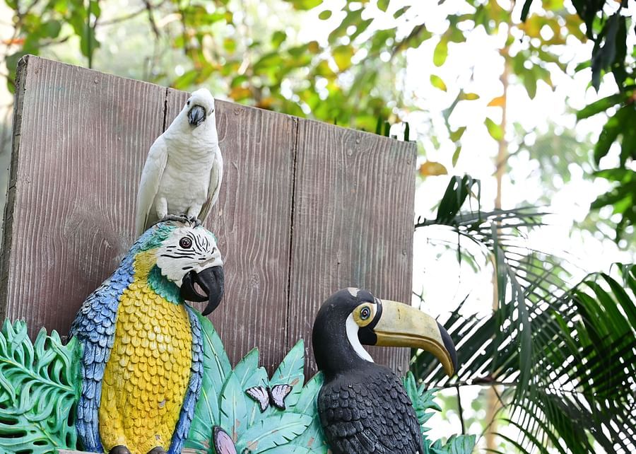 Bird perched on a bird statue with green plants in the background.