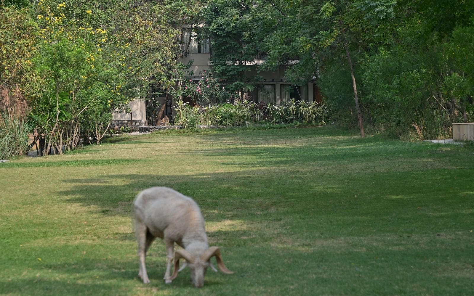 A ram grazing in an open pasture during the day - Saraca Resort & Spa, Corbett.
