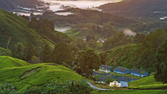  A shot of serene sunrise over a lush tea plantation, with rolling green hills and soft morning light illuminating the leaves