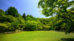 lush green lawn surrounded by trees with blue sky in the background