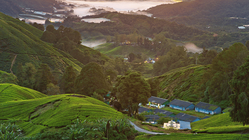  A shot of serene sunrise over a lush tea plantation, with rolling green hills and soft morning light illuminating the leaves