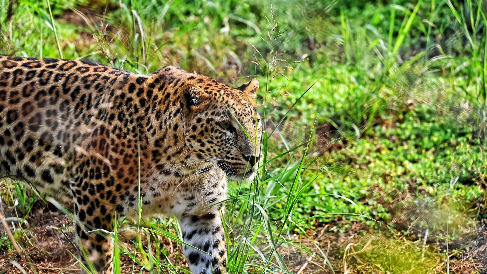 A spotted feline moves through tall grasses.