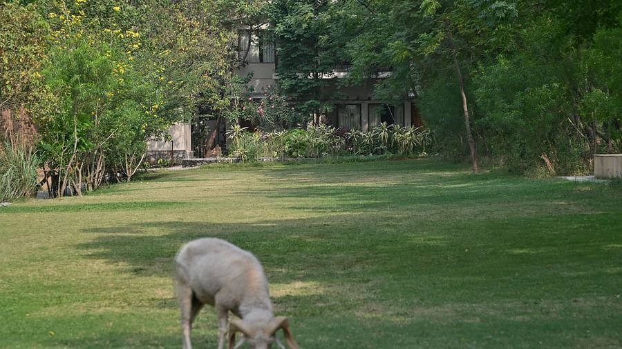 A ram grazing in an open pasture during the day - Saraca Resort & Spa, Corbett.