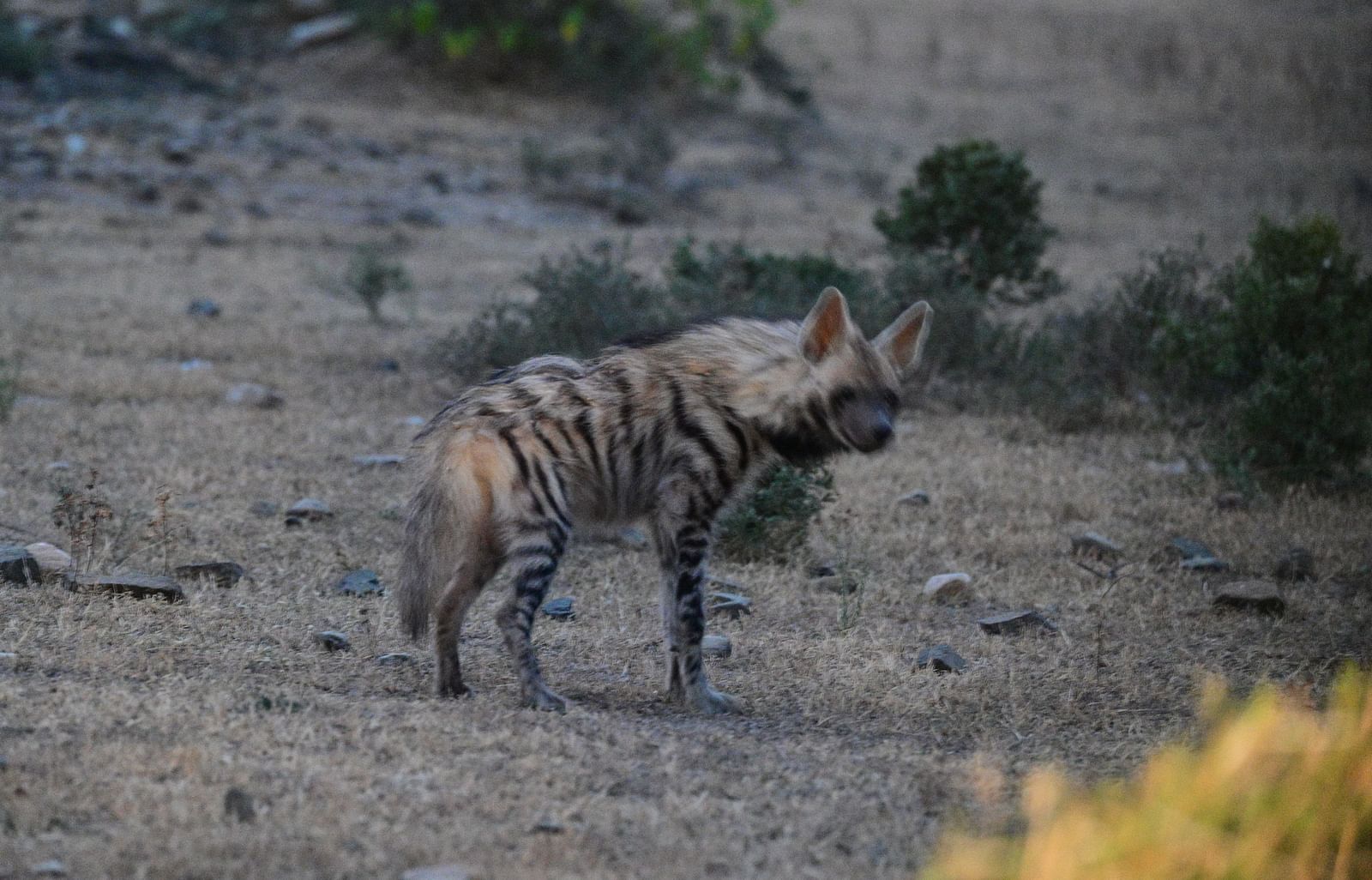 An image of an Arabian wolf in an arid land
