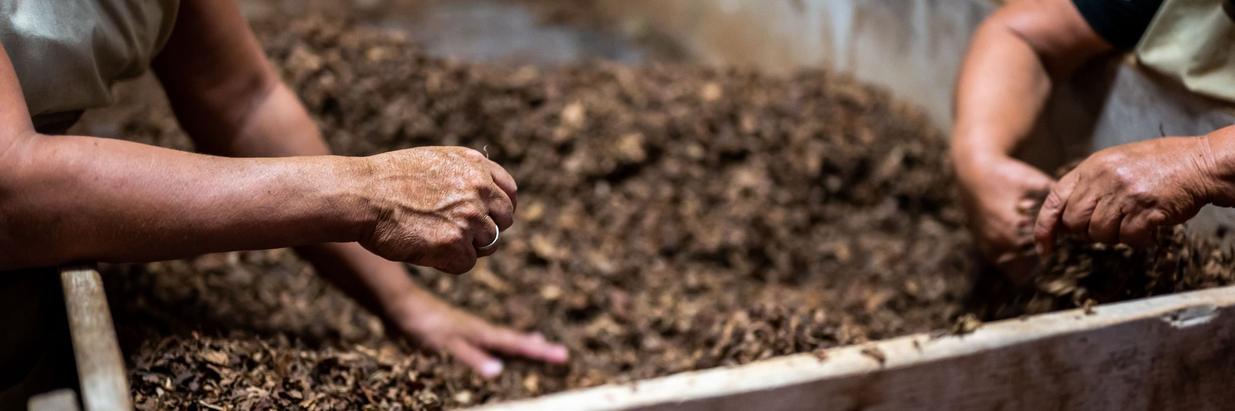 people digging soil