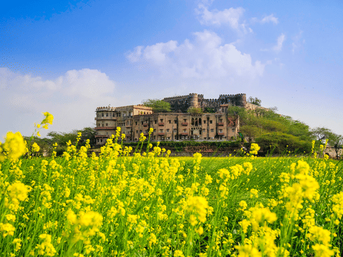 Facade of Hill Fort-Kesroli, a heritage hotel in Alwar with a garden of mustard flowers under a blue sky