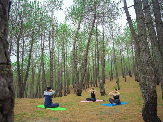 An image of  a group of people practising Yoga in the middle of a forest with trees around and open sky - The Manor Luxury Hotel, Shimla