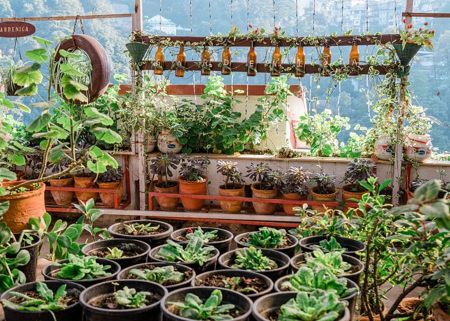 alt-text Terrace garden at our hotel in Mussourie 15