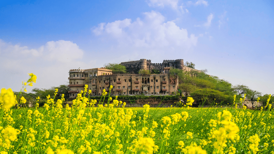 Image of an old fort with yellow flowers and grass in the foreground - Hill Fort-Kesroli 14th Century Alwar - 