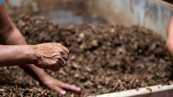 people digging soil
