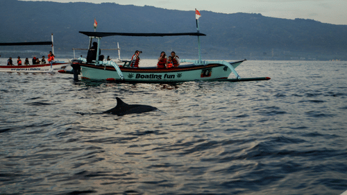 A dolphin swims in the sea near a small boat carrying several people, with misty hills in the background under a grey sky.