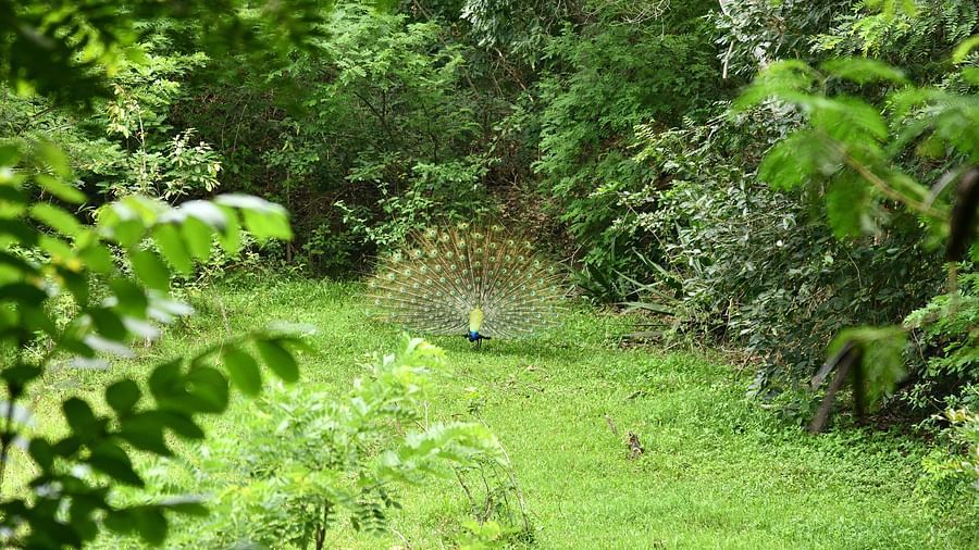 image of a peacock spreading its feathers amidst a lush green garden