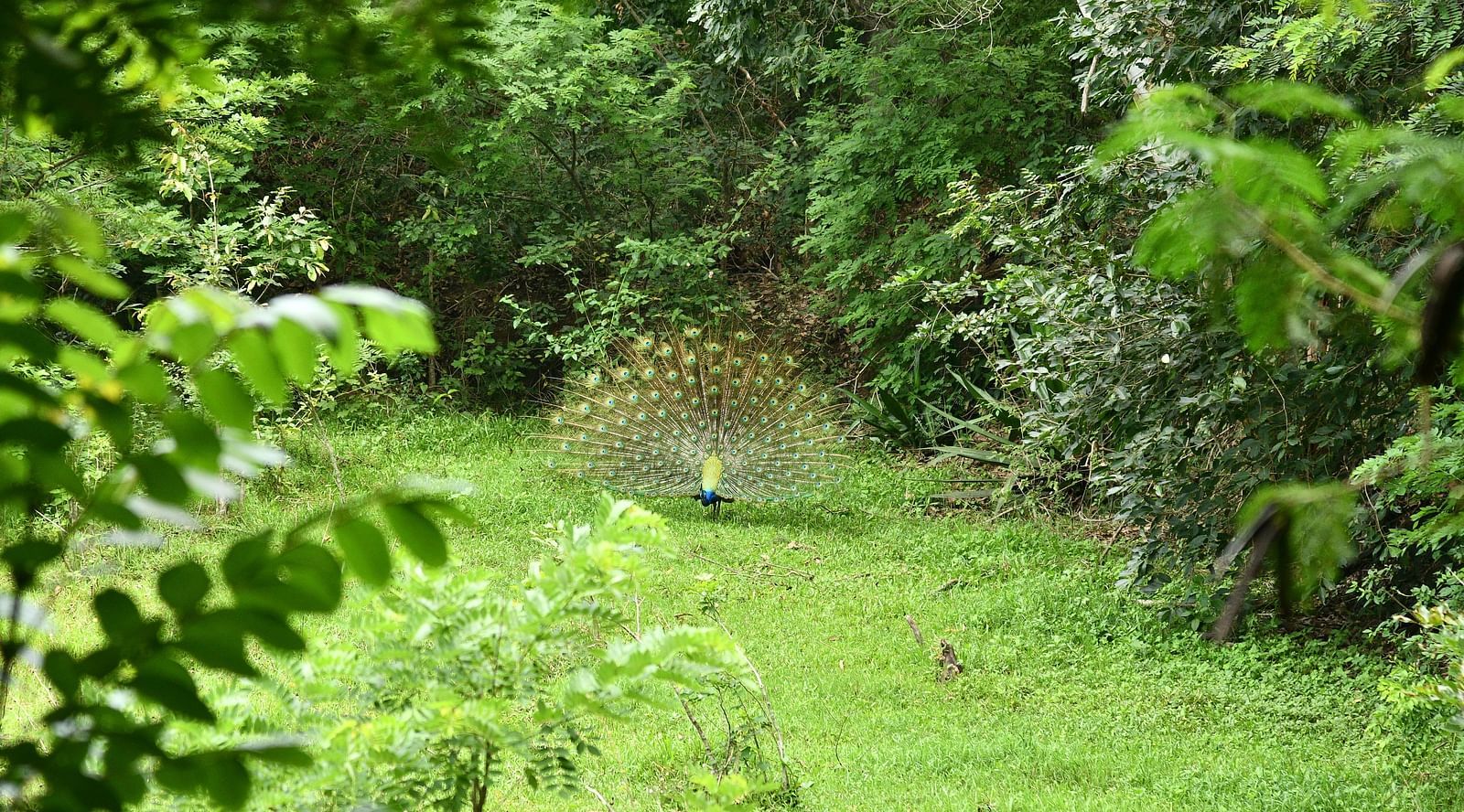 image of a peacock spreading its feathers amidst a lush green garden