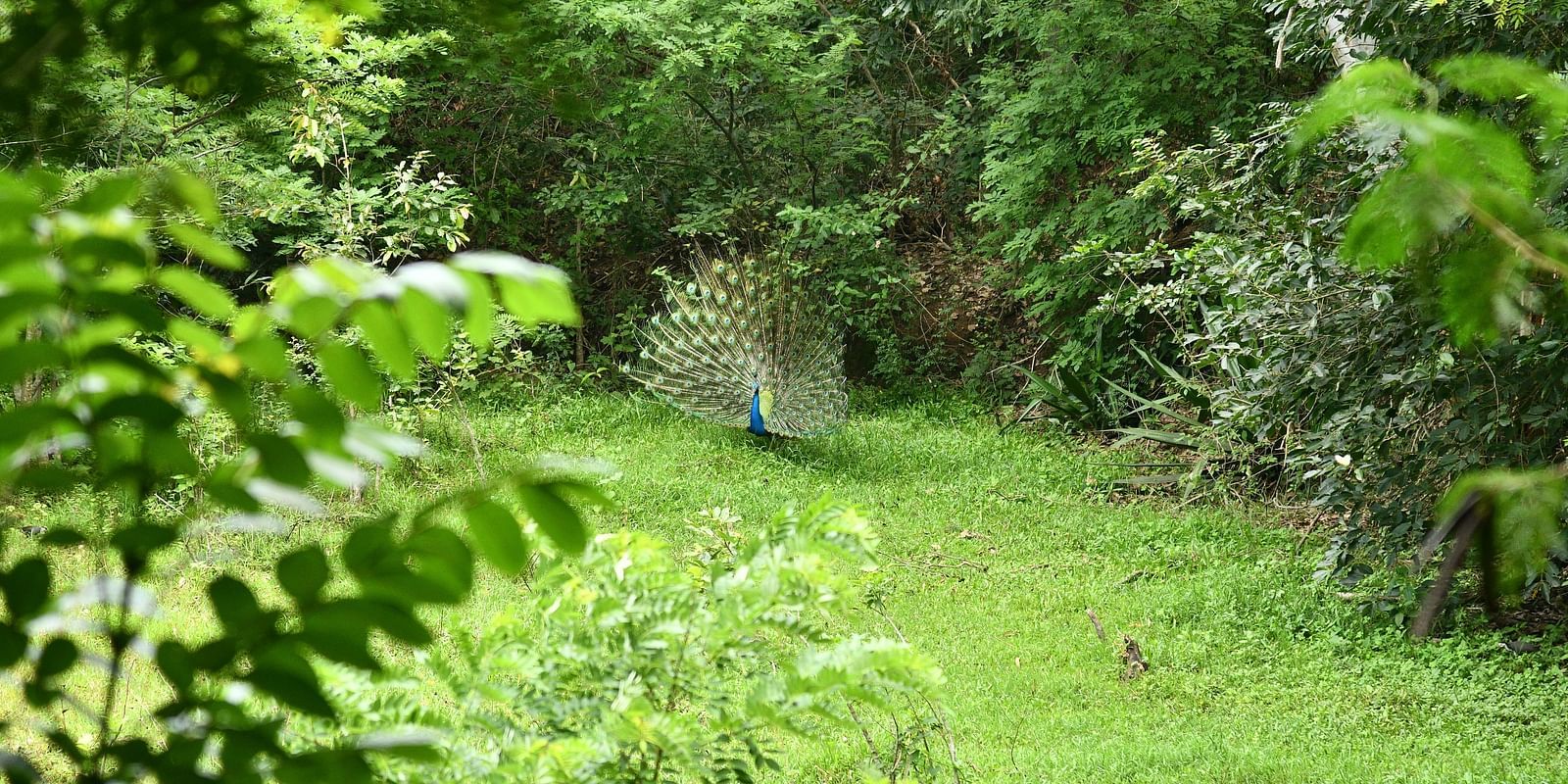 image of a peacock spreading its feathers amidst a lush green garden