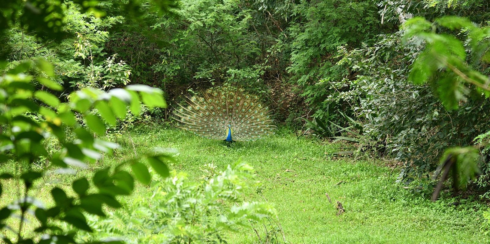 image of a peacock spreading its feathers amidst a lush green garden