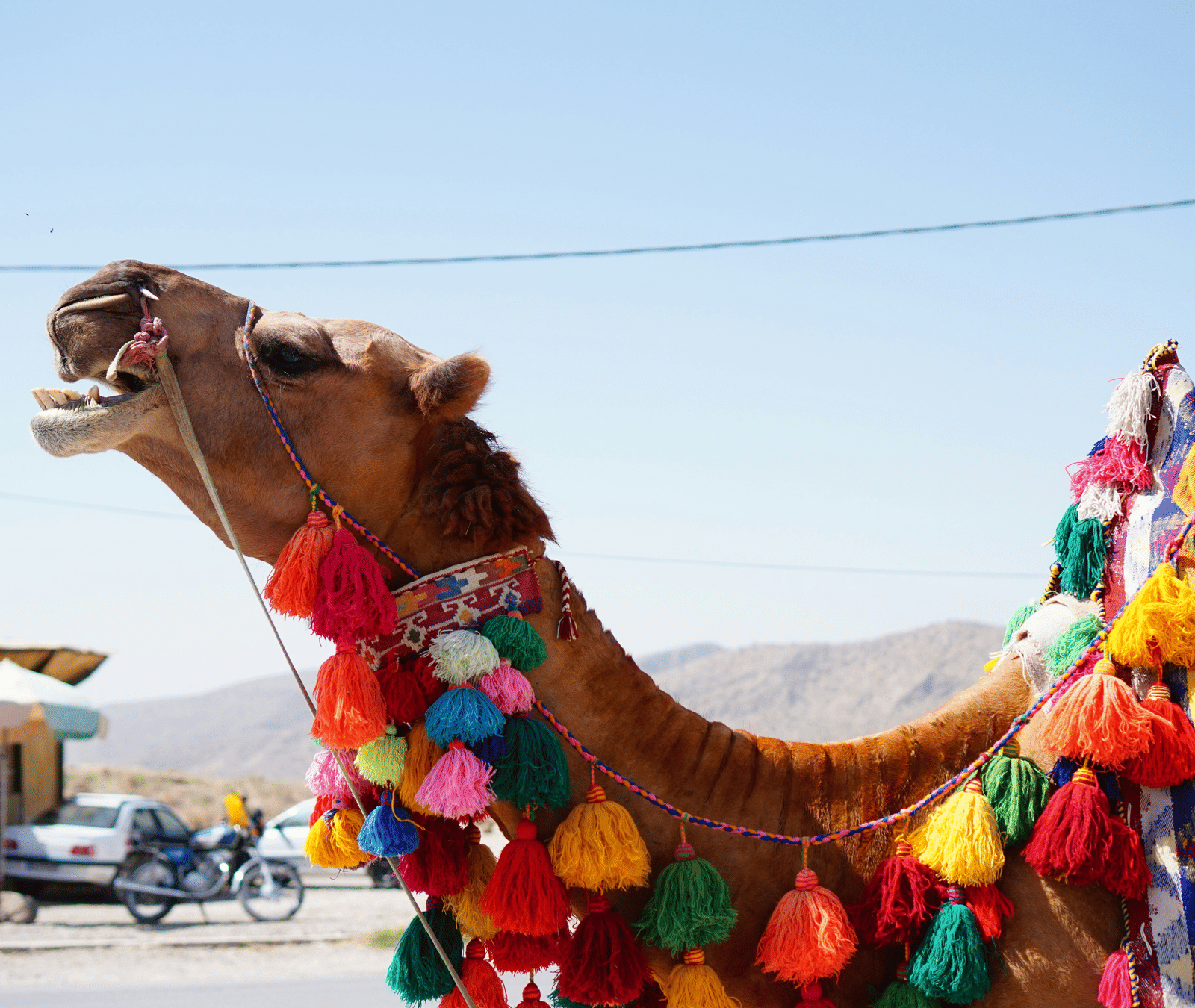 A camel's head is decorated with colourful tassels. The camel is looking up and smiling.