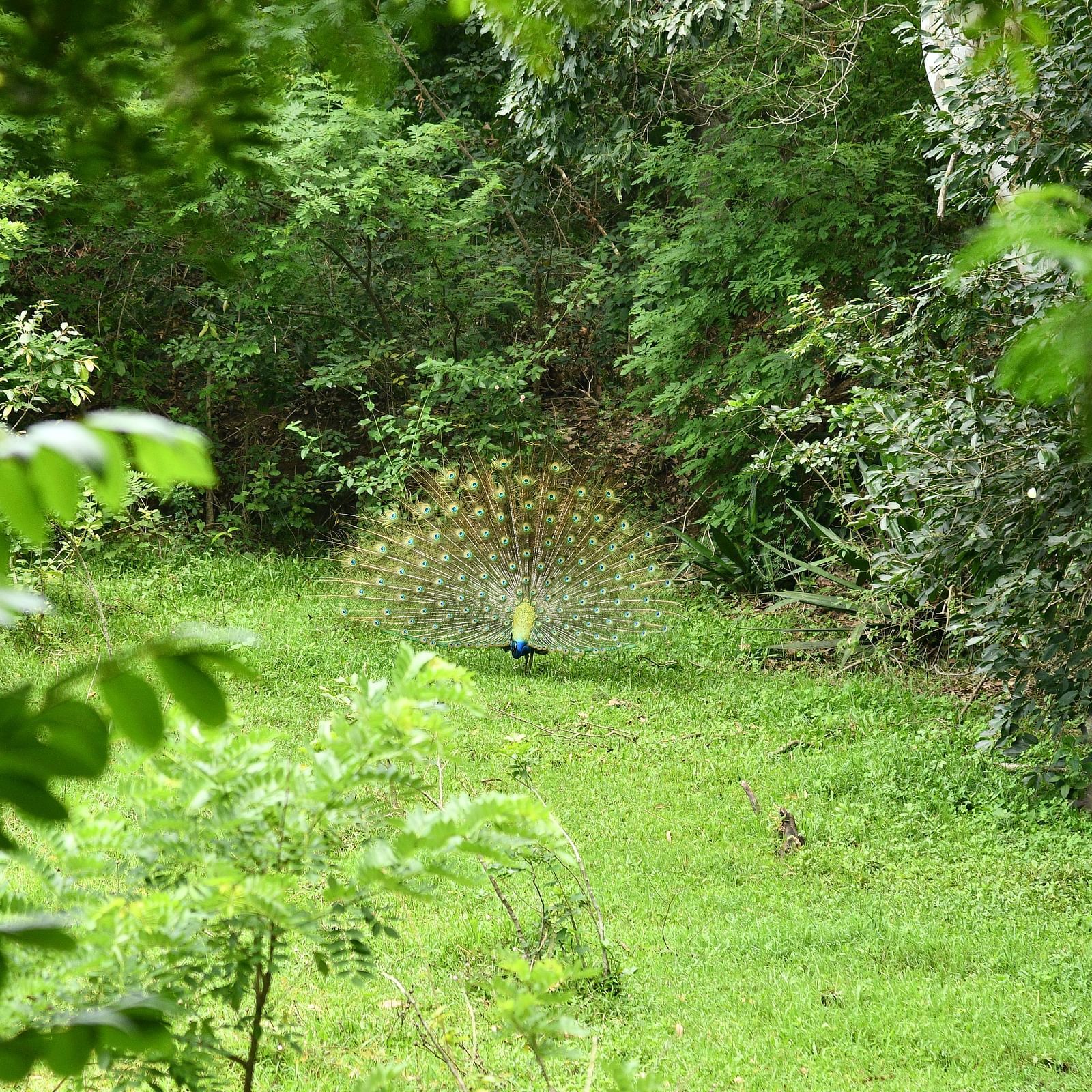 image of a peacock spreading its feathers amidst a lush green garden
