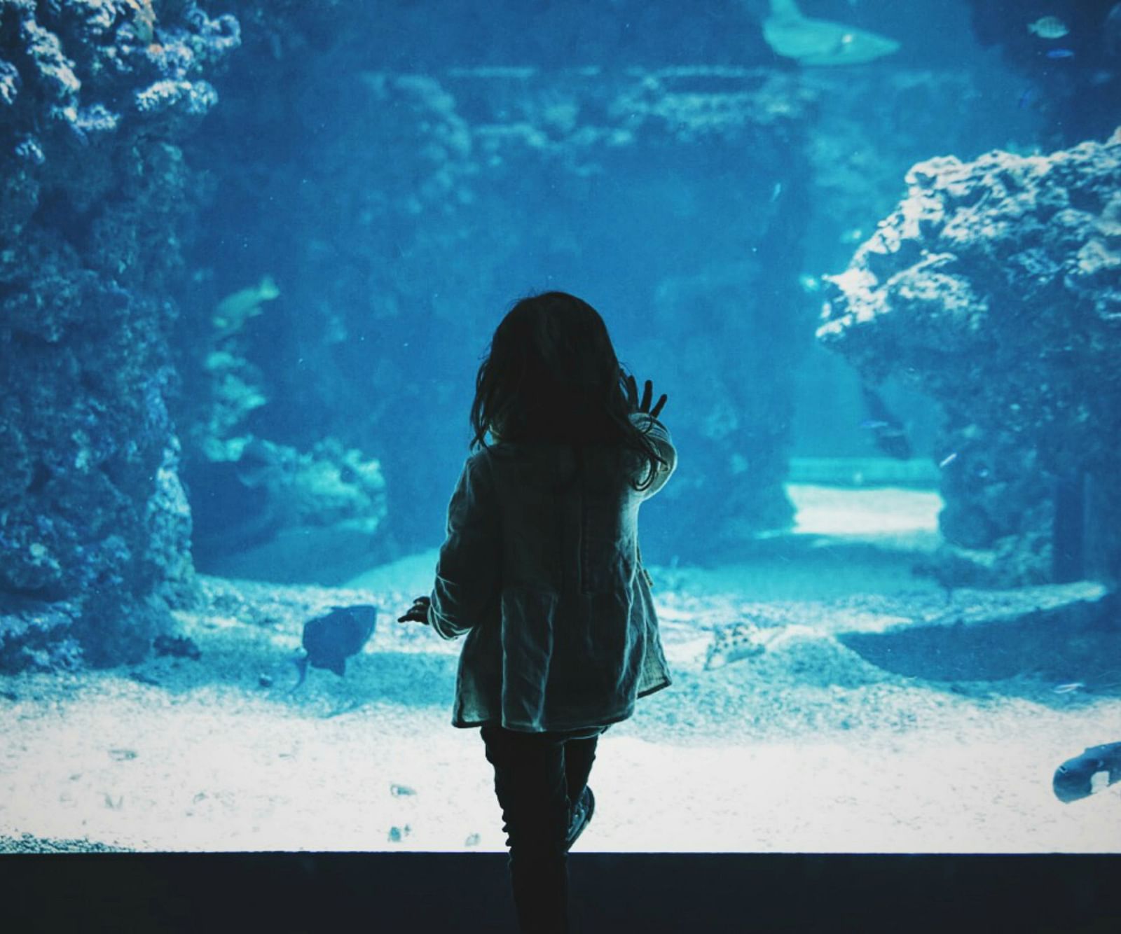 An image of a small girl gazing at fish in an aquarium.