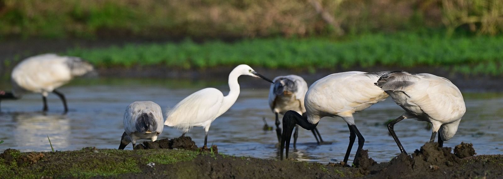 A group of birds gathered near a lake at Sariska National Park - Utsav Camp sariska