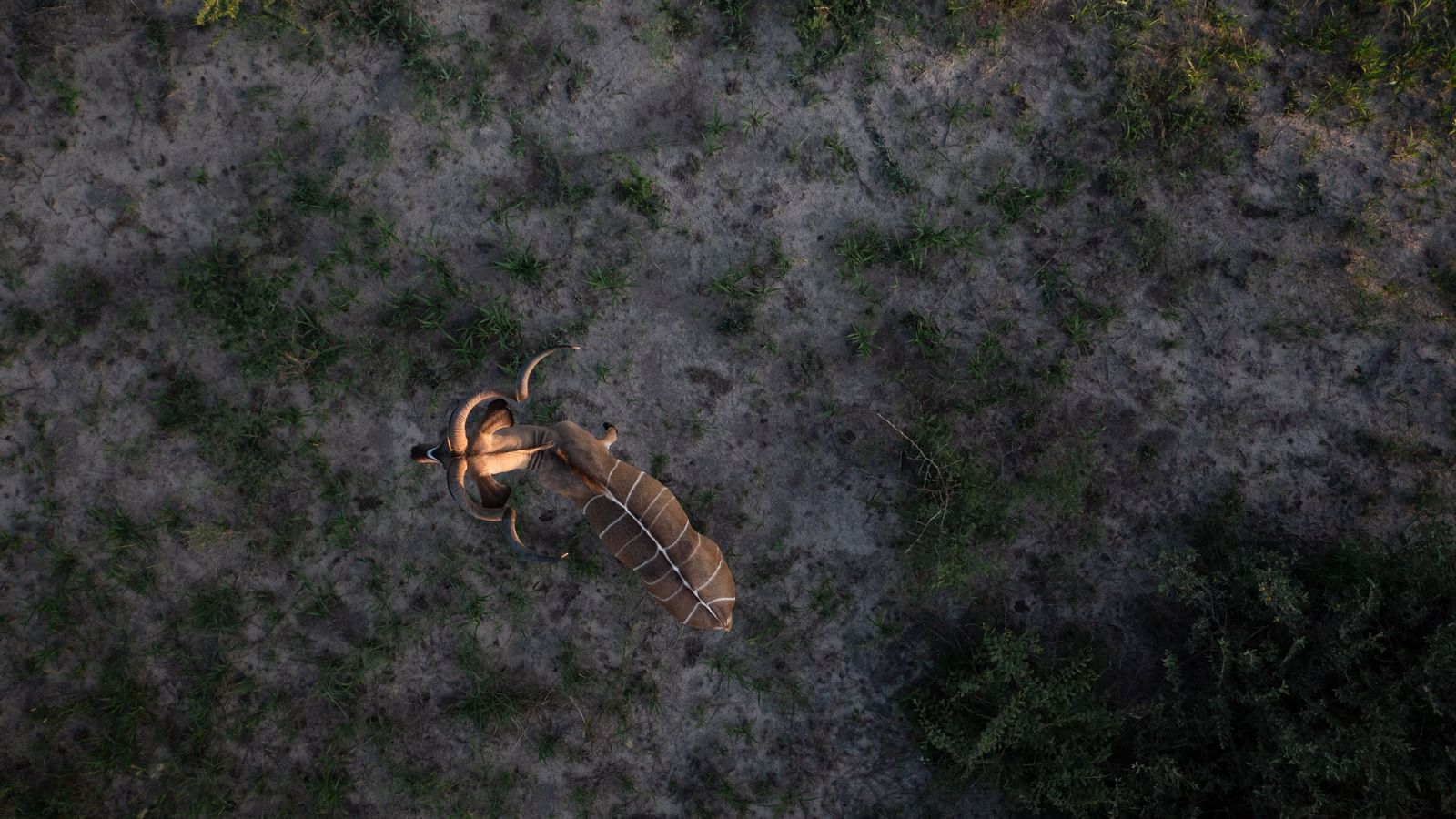 Nyala antelope with horns and striped coat on sandy ground.