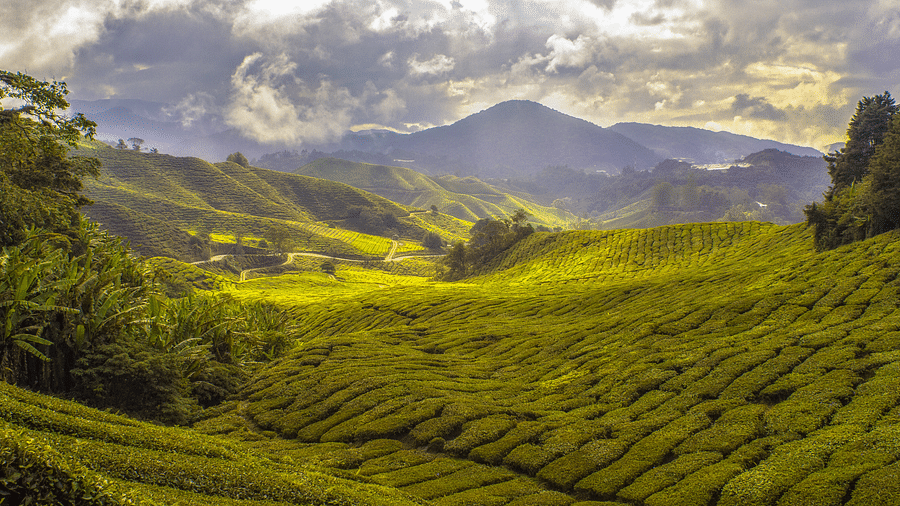 lush green valleys