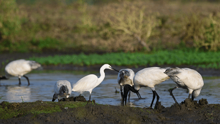 A close up of a flock of wading birds gathered near a lake with vegetation in the background at Sariska National Park near Utsav Camp Sariska. If you're planning a trip from Delhi to Sariska National Park, it would take you about 4 to 5 hours to reach