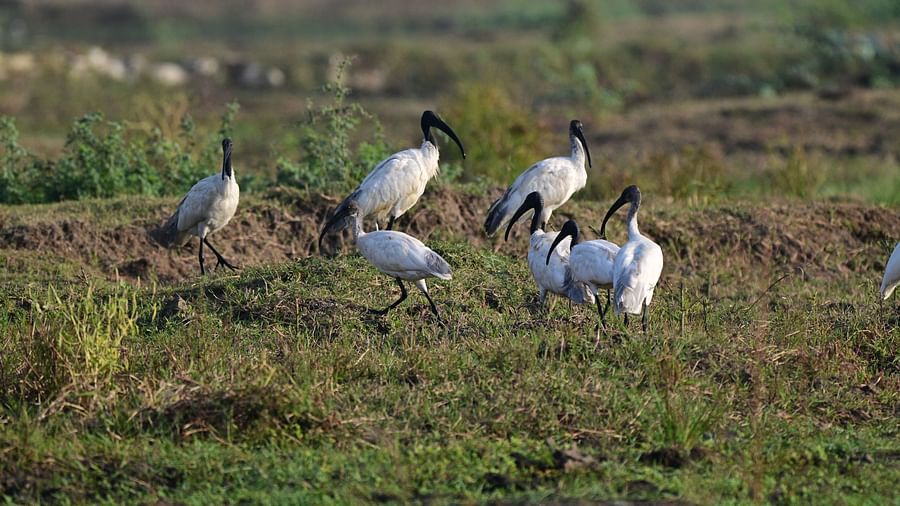 A group of birds gathered near a lake