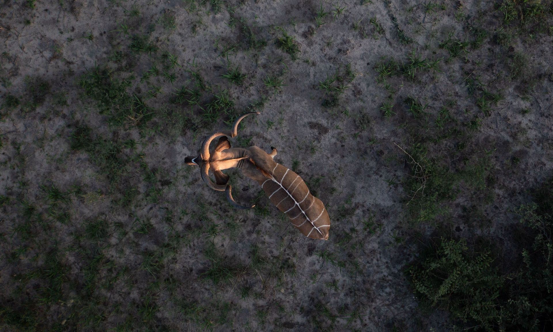 Nyala antelope with horns and striped coat on sandy ground.