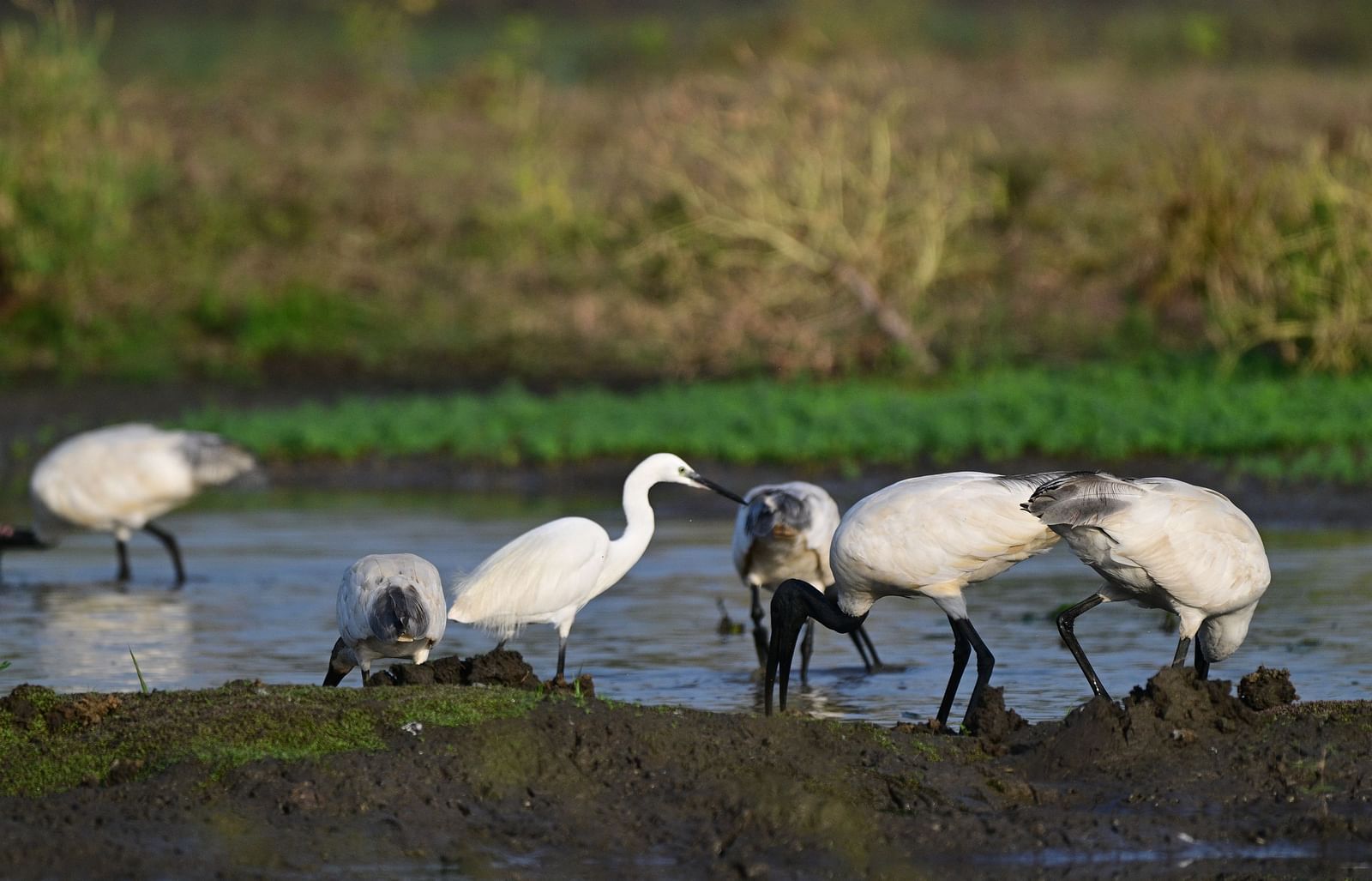 A group of birds gathered near a lake at Sariska National Park - Utsav Camp sariska