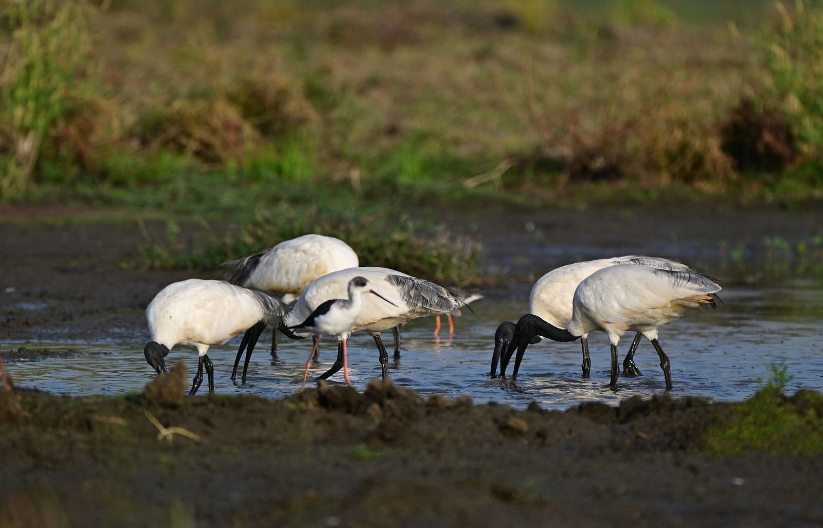 A group of birds gathered near a lake