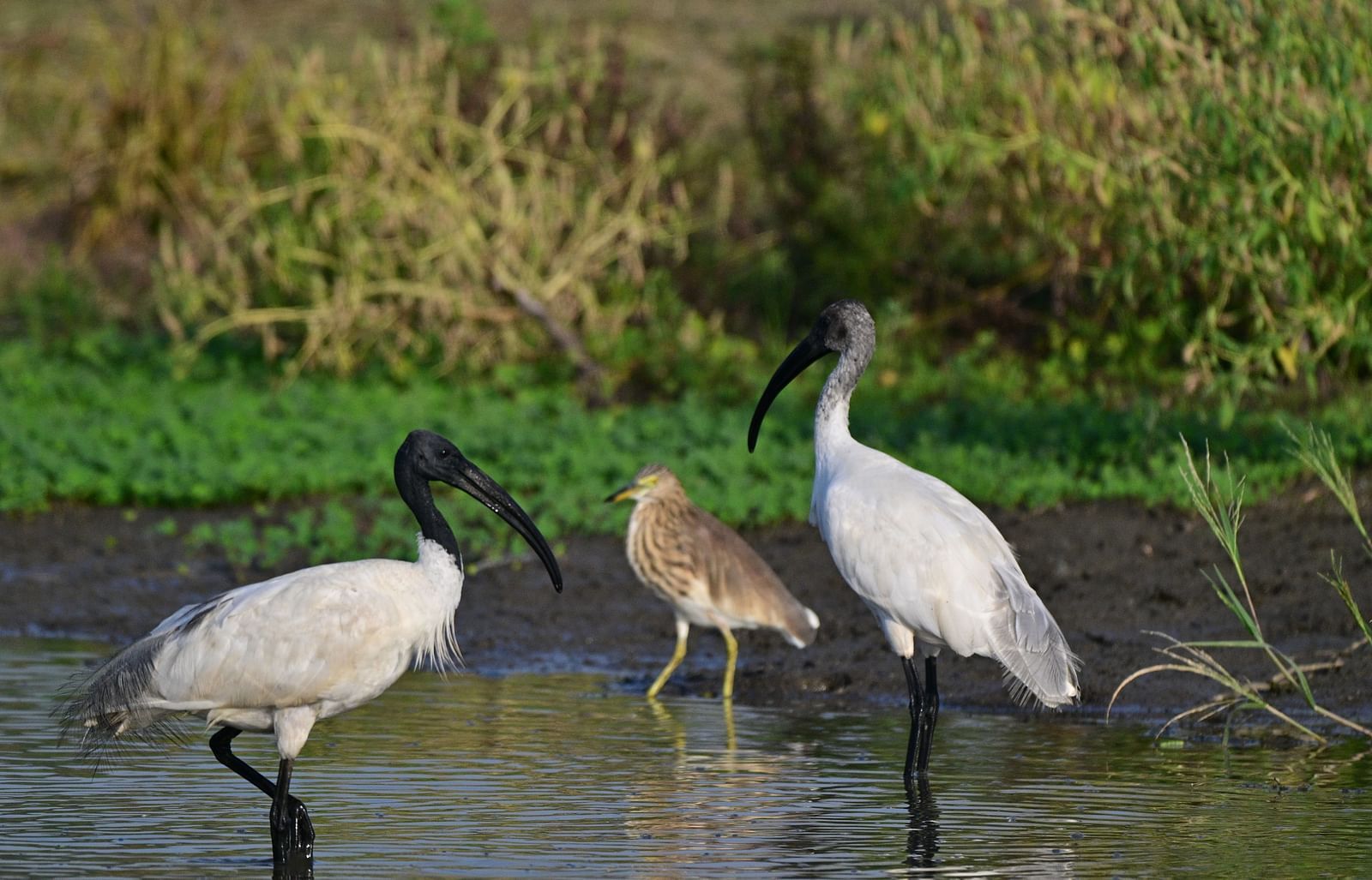 A group of birds gathered near a lake