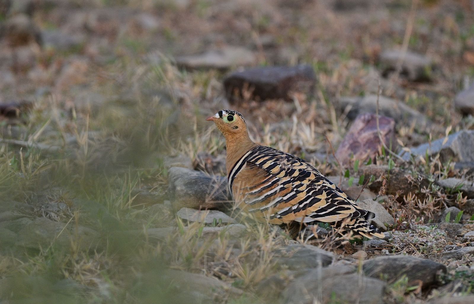 An image of a bird in an arid land