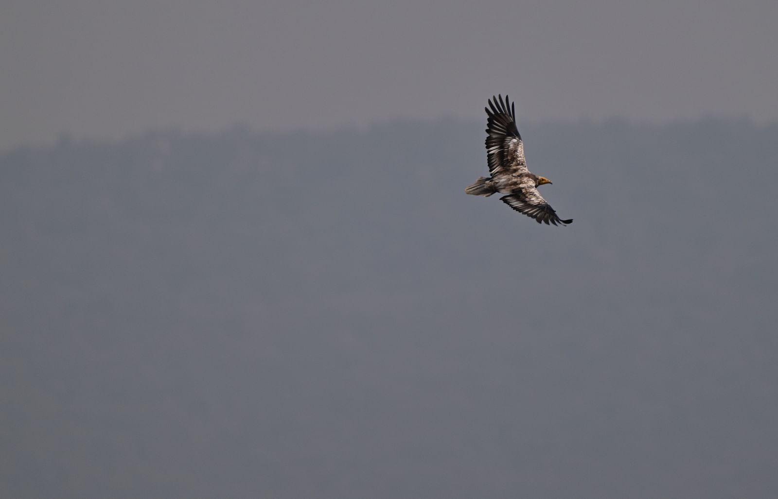 An image of a solitary vulture flying with a mountain in the background