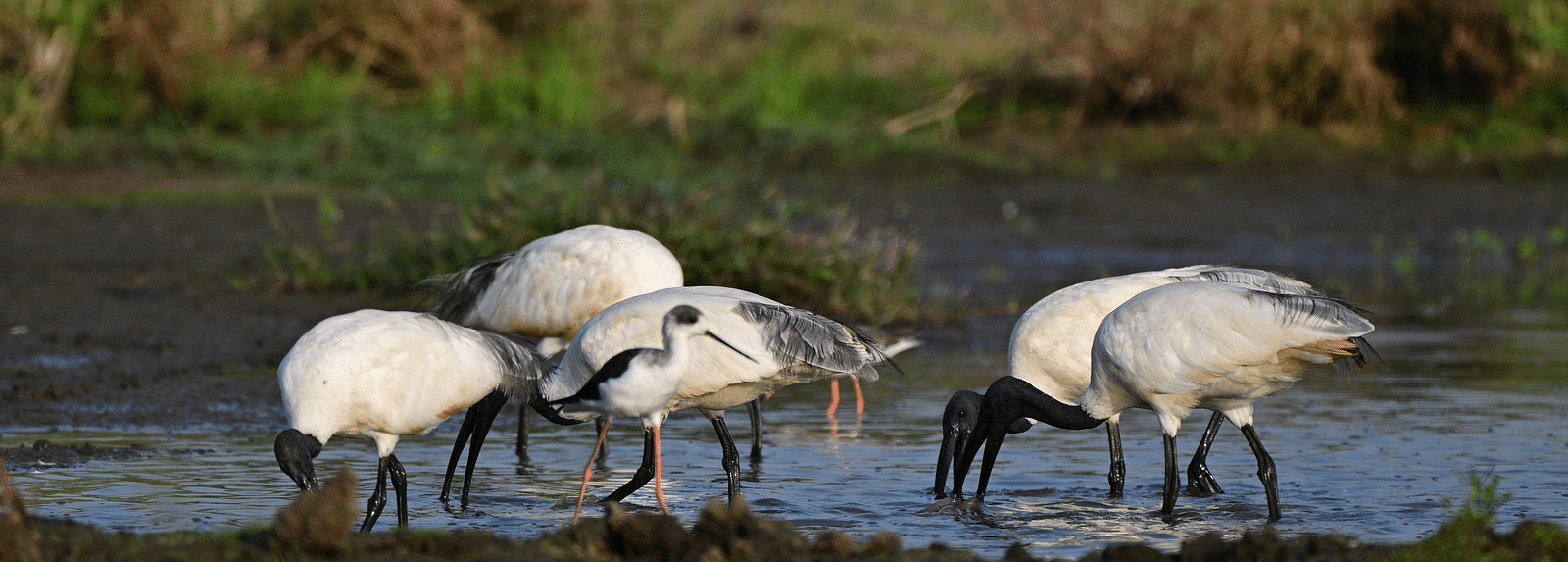 A group of birds gathered near a lake