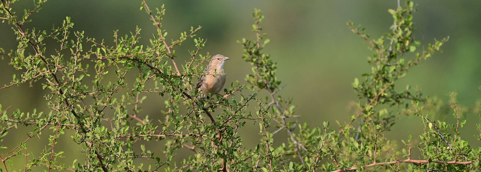 An image of a bird sitting on a branch of a tree near a lake