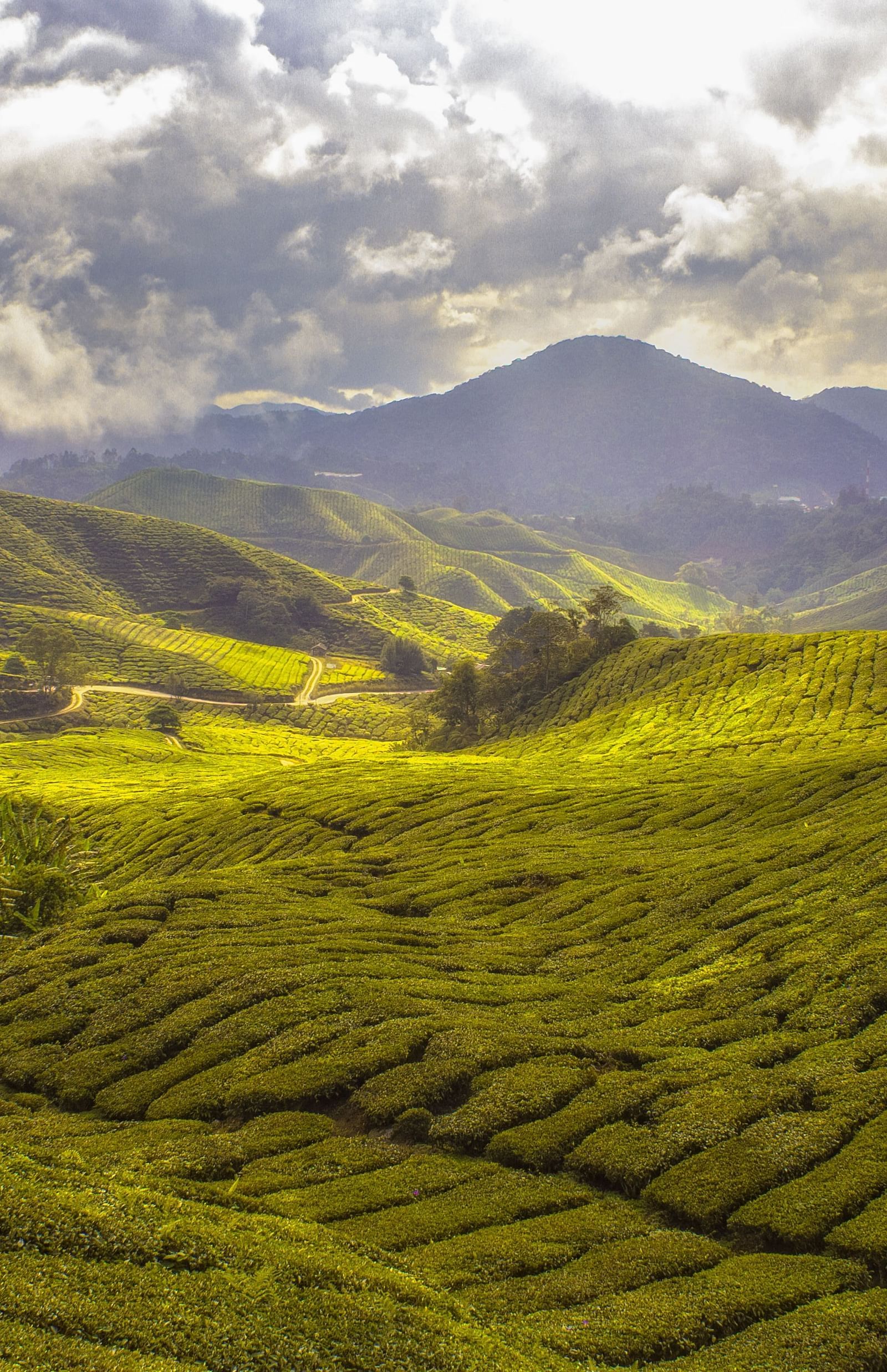 A beautiful tea garden tucked amidst scenic mountains and pretty white clouds