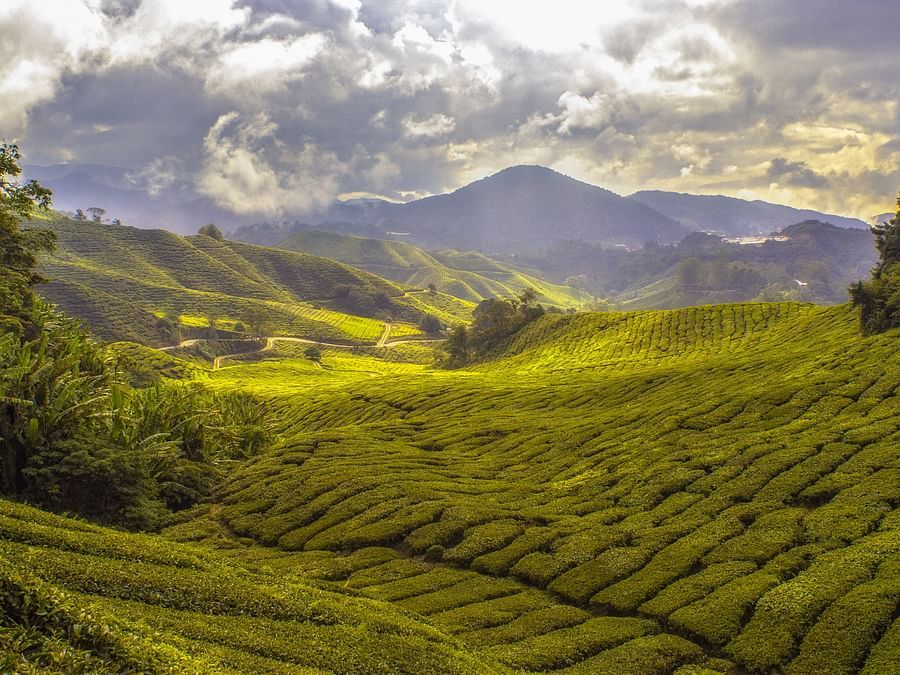 lush green valleys