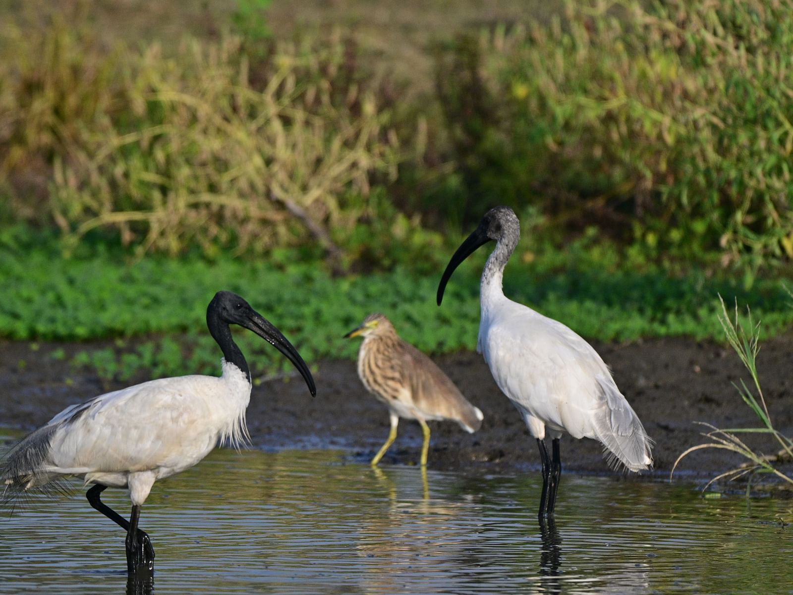 A group of birds gathered near a lake