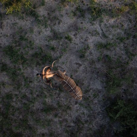 Nyala antelope with horns and striped coat on sandy ground.