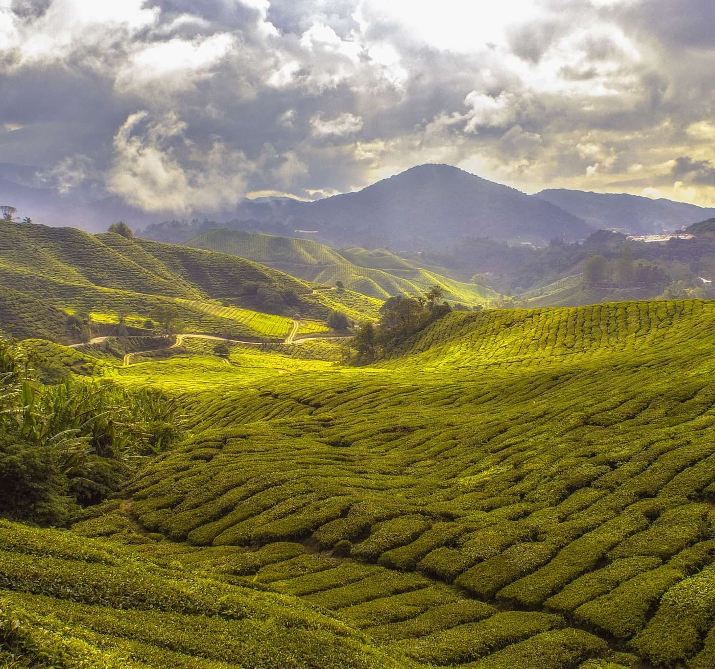 A beautiful tea garden tucked amidst scenic mountains and pretty white clouds