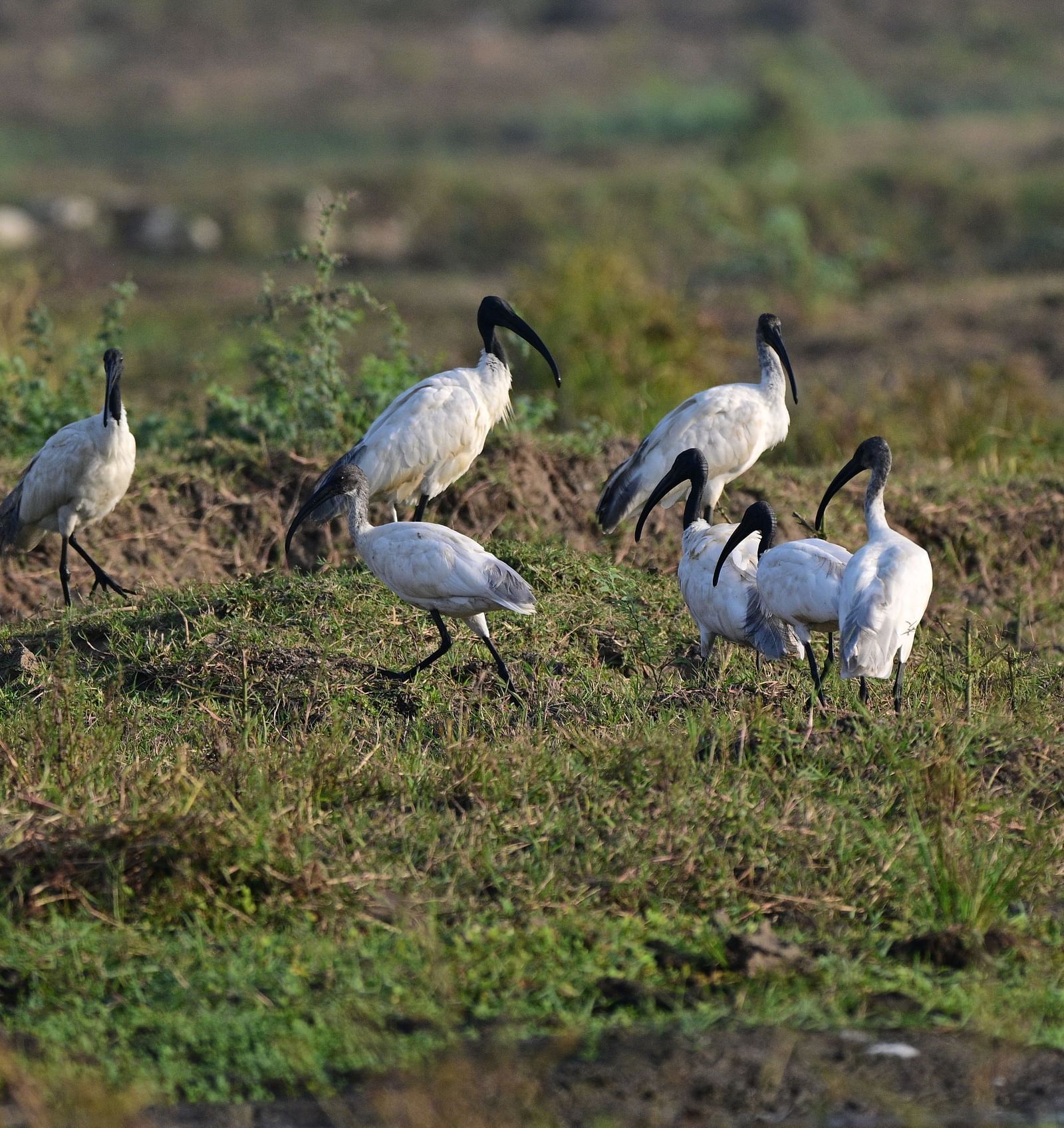 A group of birds gathered near a lake