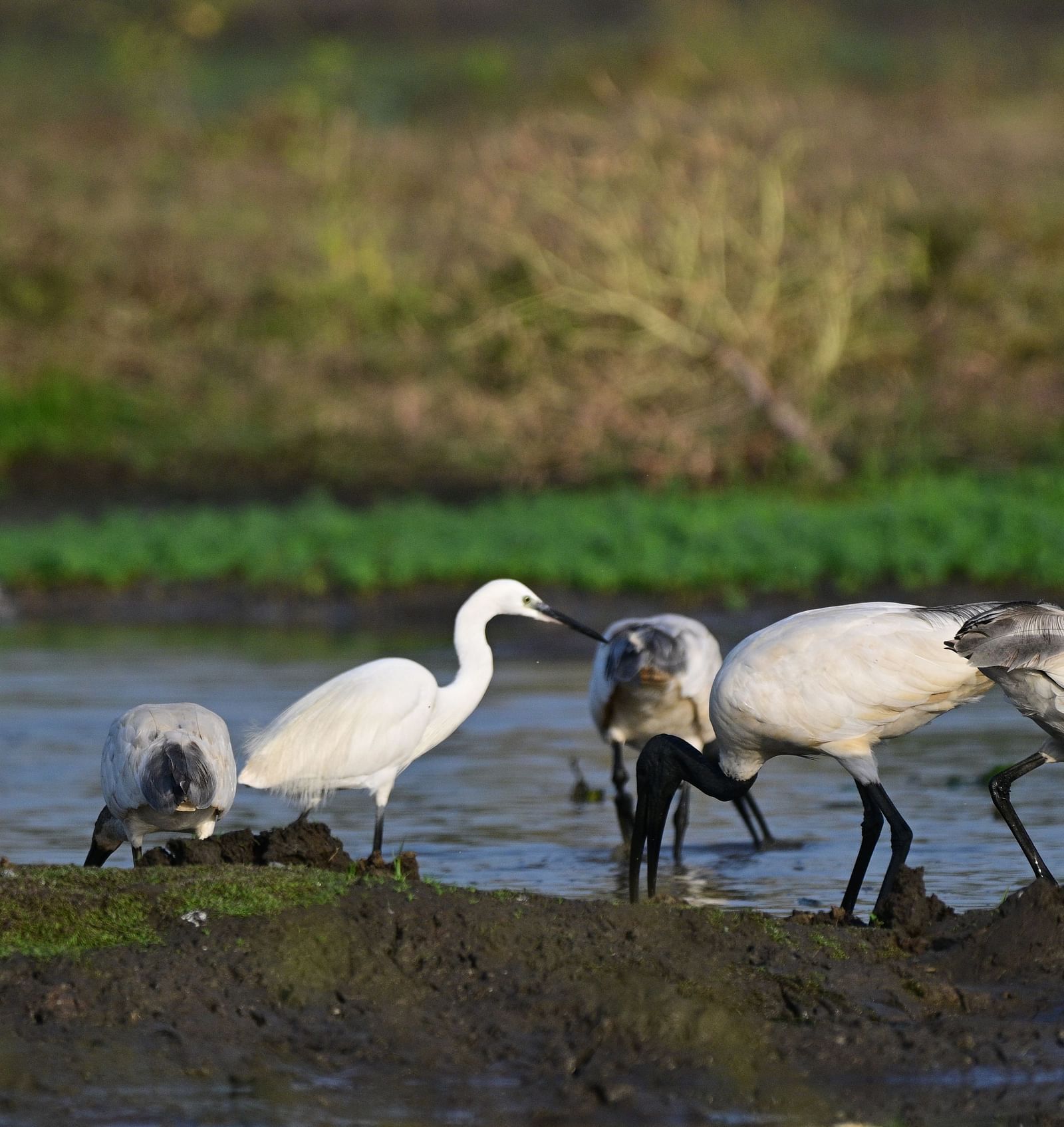 A group of birds gathered near a lake at Sariska National Park