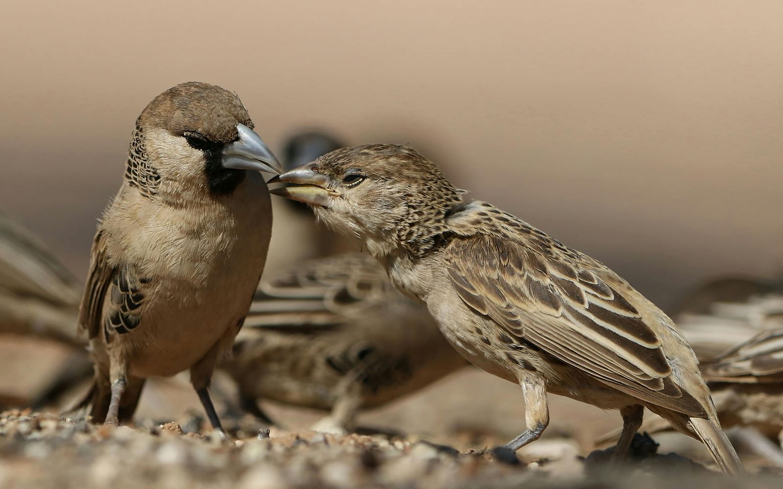  Two small, brown sparrows, one appearing to feed the other.
