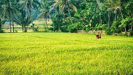 Lush green paddy field with a farmer in the distance, surrounded by palm trees.