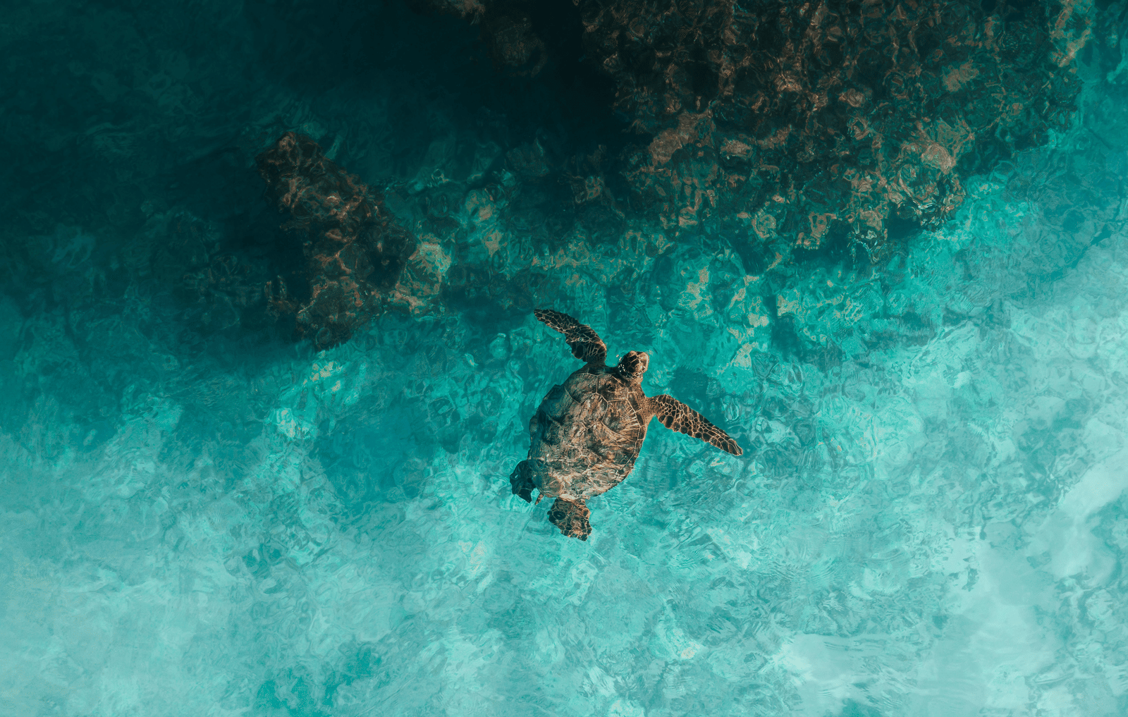 A turtle in a deep clear water moving towards the coral rocks.