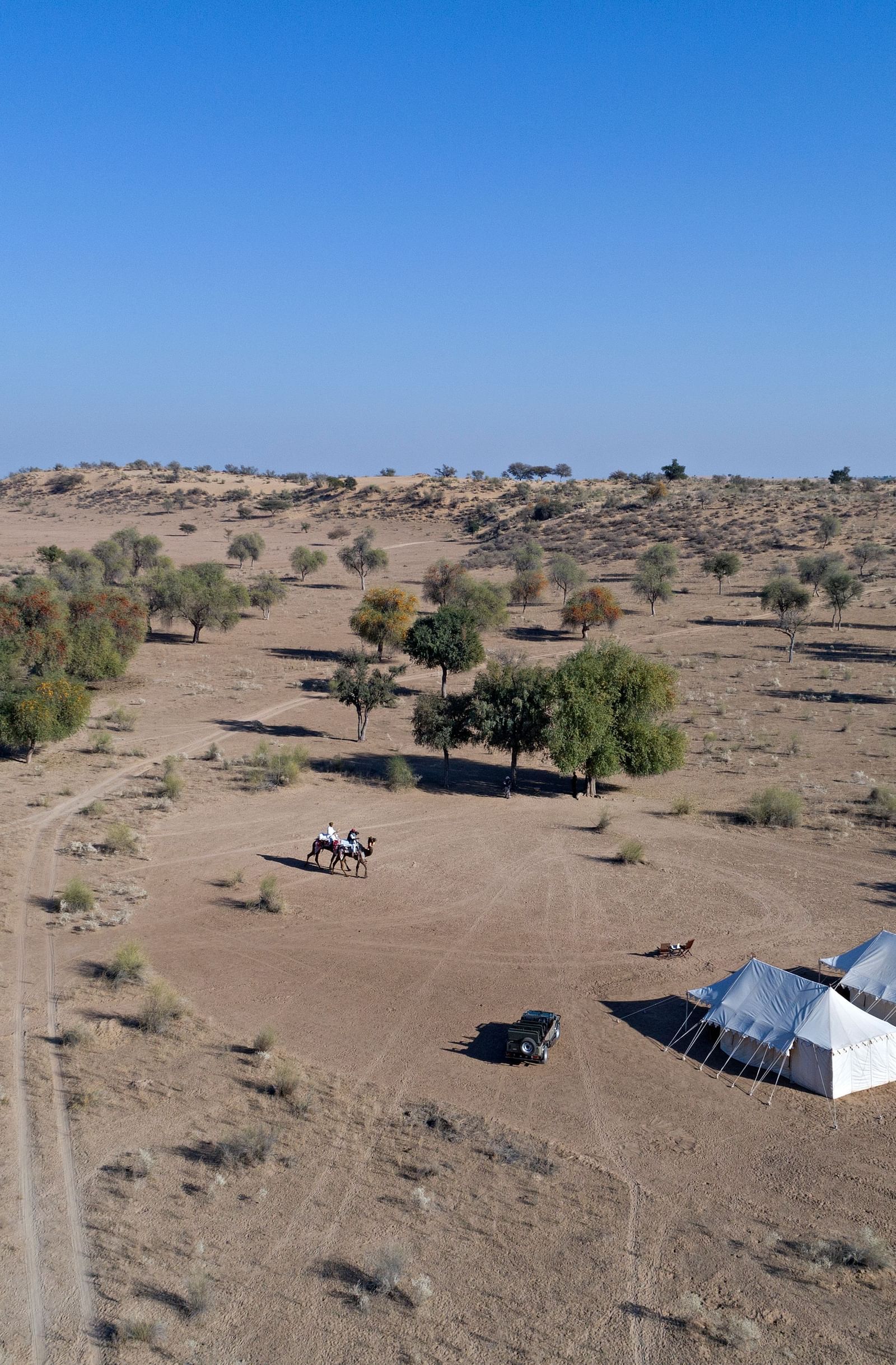 An image of a desert region with two tents set up for camping, camels, a jeep and few trees around - MANVAR Resort & Desert Camp.