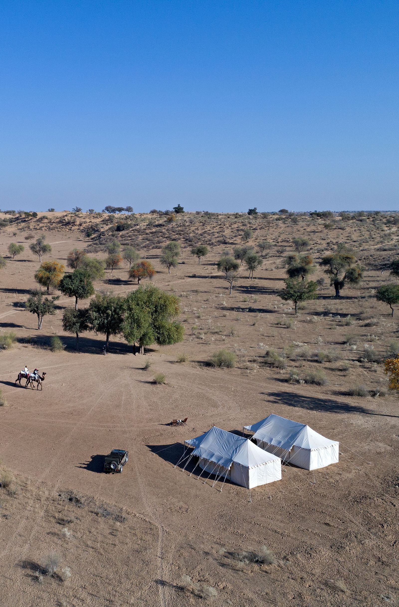 An image of a desert region with two tents set up for camping, camels, a jeep and few trees around - MANVAR Resort & Desert Camp.