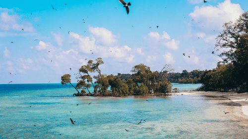Birds fly over a tropical shoreline with clear turquoise water and small, leafy islands nearby.
